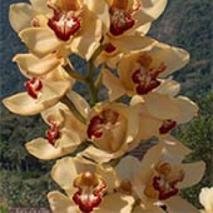 Orquídea - Cymbidium Amarela