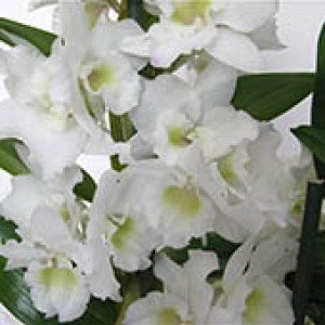 Orquídea Dendrobium Nobile Branca