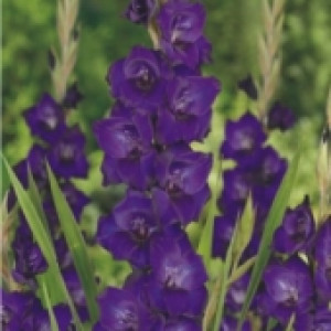 Gladíolos "Purple Flora" - (5 Bulbos)