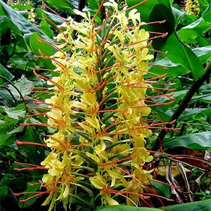 Lírio-do-brejo 'Amarelo' (Hedychium gardnerianum) - 1 Rizoma