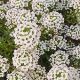 Flor-de-mel - ALYSSUM BRANCO BENTHAMI COMPACTUM - 50 gramas