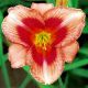 Hemerocallis - Alegretto