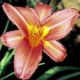 Hemerocallis - Amanda