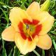 Hemerocallis - Campinas