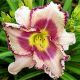 Hemerocallis - Cassiane