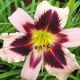 Hemerocallis - Regina