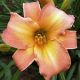 Hemerocallis - Alessandra