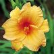 Hemerocallis - Bertie Ferris