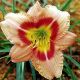 Hemerocallis - Buffy's Doll