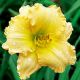 Hemerocallis - Dona Francisca