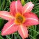 Hemerocallis - Guaratiba