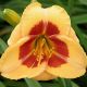 Hemerocallis - Ilha Formosa