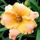 Hemerocallis - Joinville