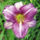 Hemerocallis - Little Fellow