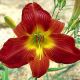 Hemerocallis - Lonnie