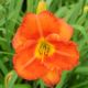 Hemerocallis - Old Tangier