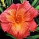 Hemerocallis - Sirocco