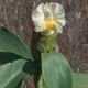 Costus Branco