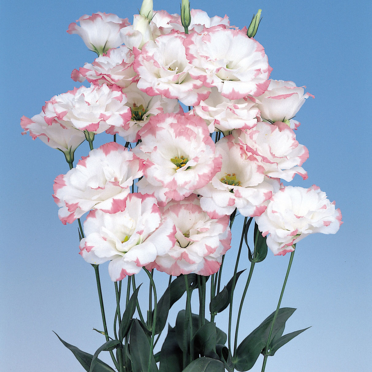 Comprar Lisianthus F1 Dobrado Echo - Pink Picotee - 1000 sementes ...